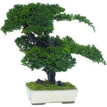 Procumbens bonsai 50 cm