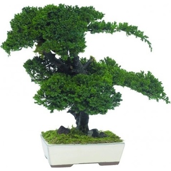 Procumbens bonsai 15 cm