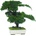 Procumbens bonsai 70 cm