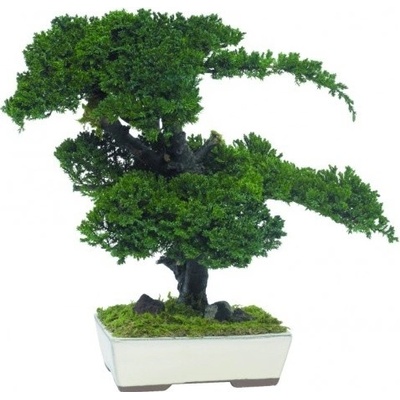 Procumbens bonsai 15 cm