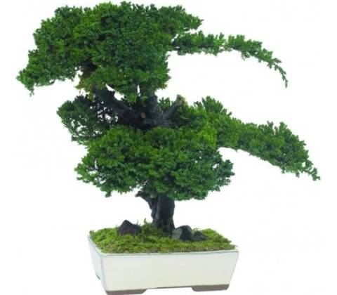 Procumbens bonsai 50 cm