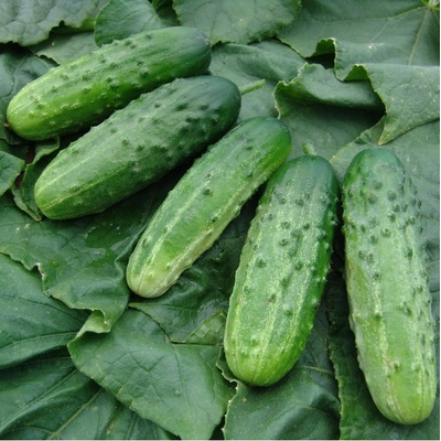 Okurka nakládačka Altaj F1 - Cucumis sativus - semena okurky - 15 ks