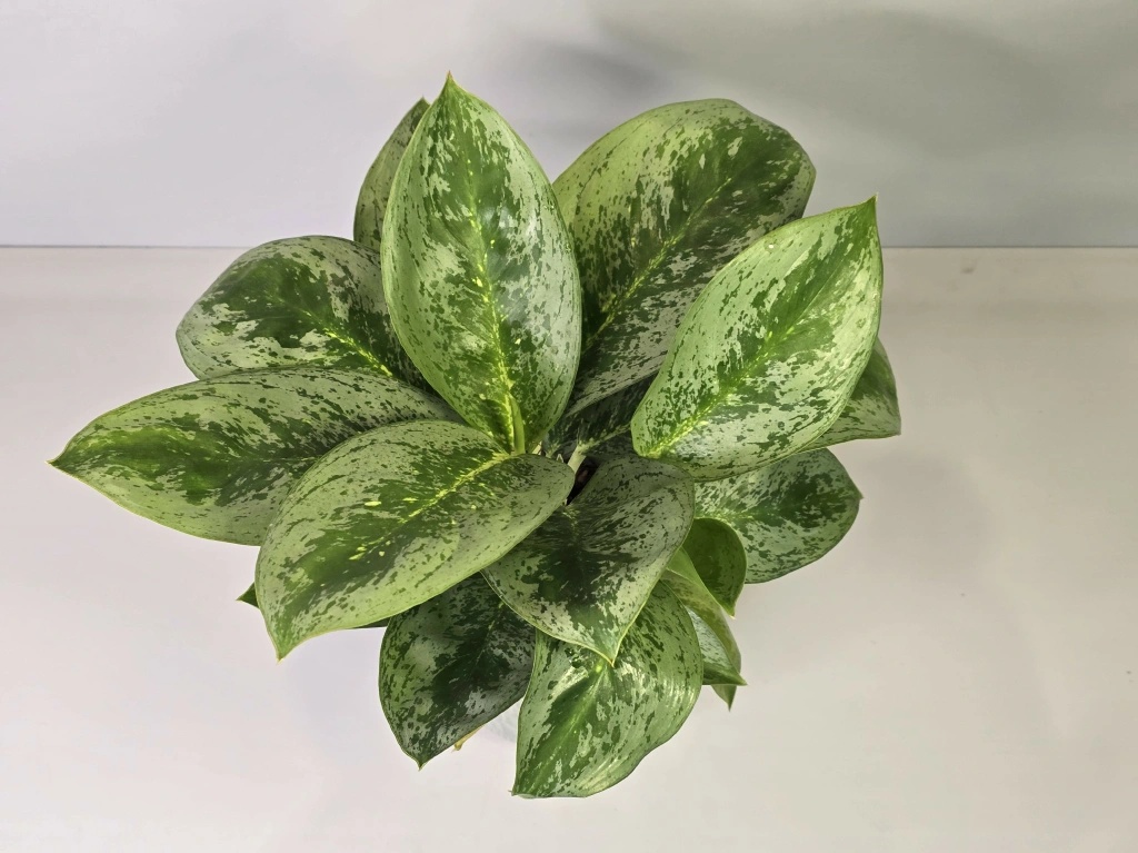 Aglaonema Maria