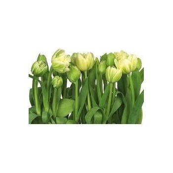Komar 8-900 Tulips Fototapeta Tulipány rozměry 368 x 254 cm