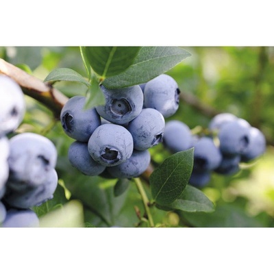 Čučoriedka BIO FloraSelf Bio Vaccinium corymbosum 'Bluecrop' výška cca 40 cm kvetináč 2 l