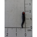 Carp ´R´ Us Červ MouthSnagger Shorty Color Černá 8ks