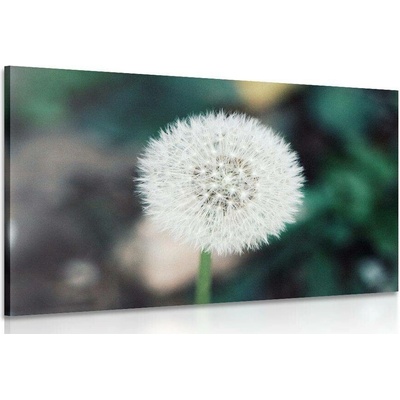 Obraz bílá nadýchaná pampeliška - 40x30