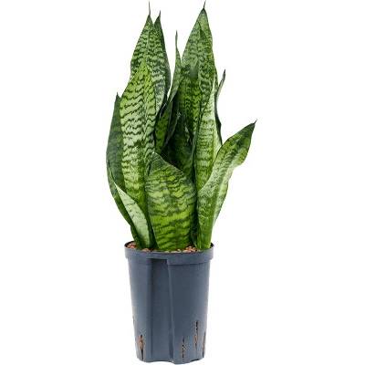 Sansevieria zeylanica compacta Tuft 15/19 v 50 cm