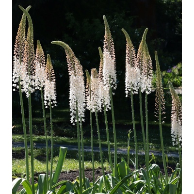 Liliochvostec White Beauty Favourite Eremurus prodej kořenových hlíz 1 ks