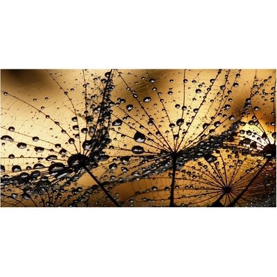 Foto obraz sklo tvrzené semeno púpavy 100x50 cm