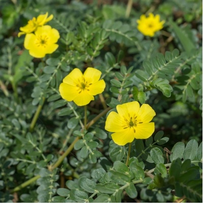 Kotvičník zemní - Tribulus terrestris - semena - 7 ks