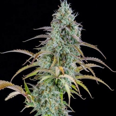 Spliff Seeds AK Automatic semienka neobsahujú THC 3 ks