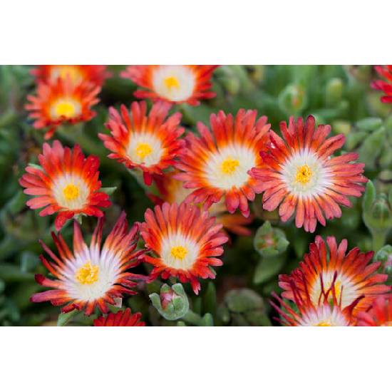 Poni Veni® Delosperma 'KP 5' - poludňovka od 1,94 € - Heureka.sk