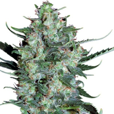 Serious Seeds White Russian AUTO semena neobsahují THC 6 ks – Zboží Dáma