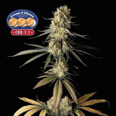 Seedsman Cream & Cheese CBD semienka neobsahujú THC 3 ks