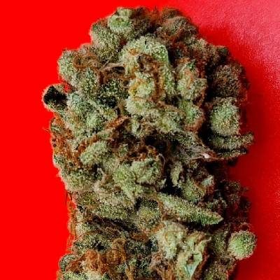 KC Brains Seeds Lemon Sherbet semena neobsahují THC 5 ks