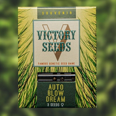 Victory Seeds Auto Blow Dream semienka neobsahujú THC 10 ks