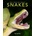 Snakes | Kay de Silva
