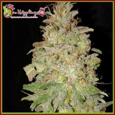 Dr. Krippling Seeds Chocolate Orange AUTO semena neobsahují THC 5 ks