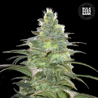 Bulk Seed Bank Blueberry Berry semena neobsahují THC 10 ks