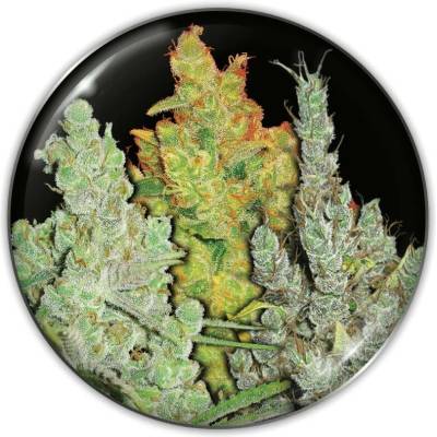 Medical Seeds Co. Collection 2 semena neobsahují THC 6 ks