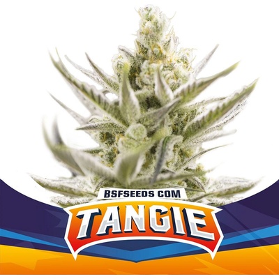 BSF Seeds Tangie XXL Auto semienka neobsahujú THC 12 ks