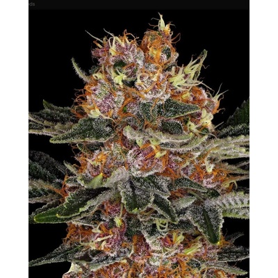 Dutch Passion Auto Glueberry O.G. 0% THC Balenie: 3 ks