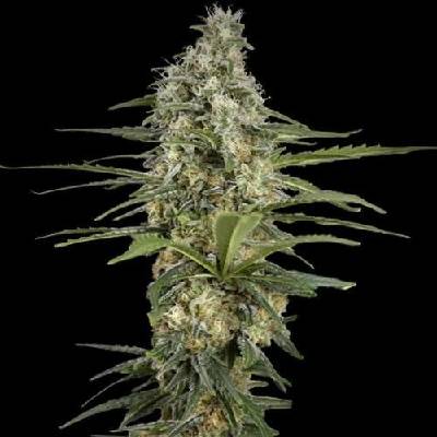 Spliff Seeds Mint Runtz semena neobsahují THC 5 ks