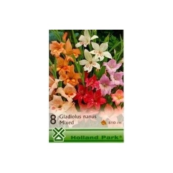 Gladiolus nanus – mixed