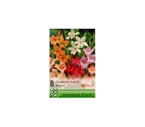 Gladiolus nanus – mixed