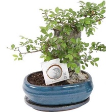 Bonsai