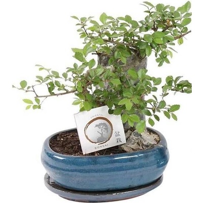Bonsai