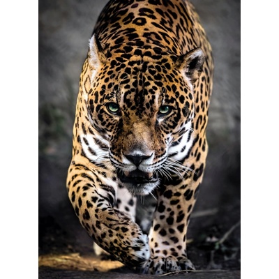 Clementoni Prochazející se jaguár 1000 dílků