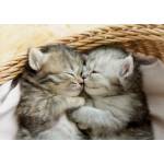 Educa - Puzzle Sweet Kittens 500 - 500 piese