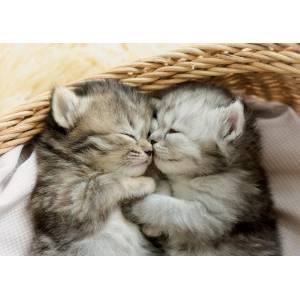 Educa - Puzzle Sweet Kittens 500 - 500 piese