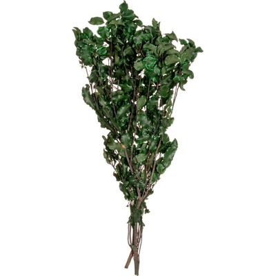 Pitosporum Green - zelená