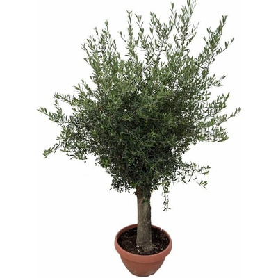 Olivovník európsky na 50-60cm kmienku, výška 160-200 cm, obvod kmeňa 30-40cm, kont. 50 l