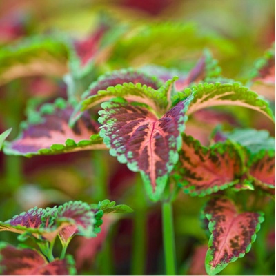 Africká kopřiva Wizard Coral Sunrise - Coleus blumei - osivo africké kopřivy - 30 ks