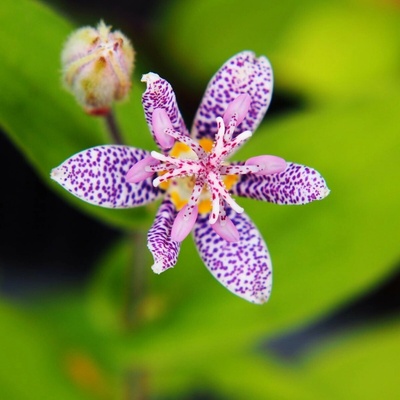 Liliovka srstnatá Tricyrtis hirta prostokořenné sazenice liliovky 1 ks