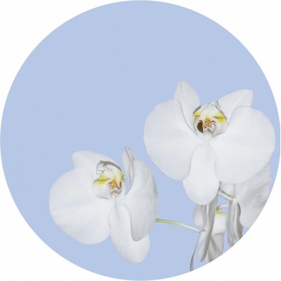 AG Design CR3200 Samolepicí vliesová fototapeta Bílá orchidej, rozměry 70 x 70 cm