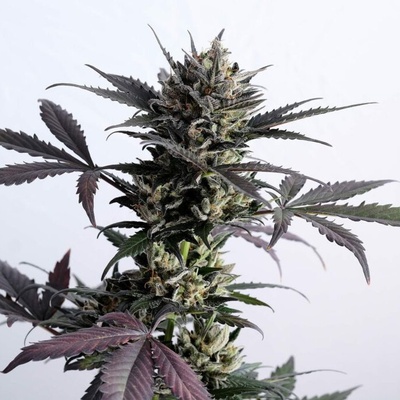 Kannabia Seeds Lemon Haze Auto semienka neobsahujú THC 10 ks
