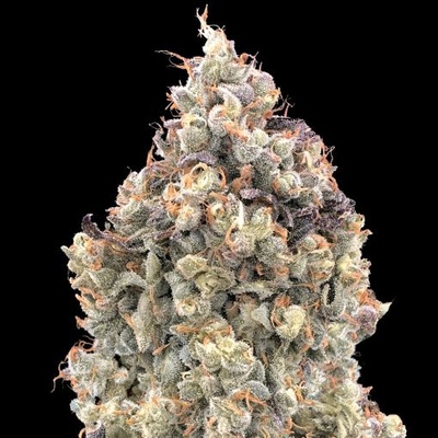 Advanced Seeds Auto Watermelon OG semienka neobsahujú THC 1 ks