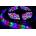 3528 - 60 led/м rgb многоцветна (0636 r-g-b)