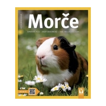 Morče