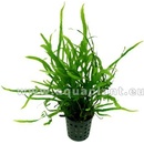 Microsorum trident