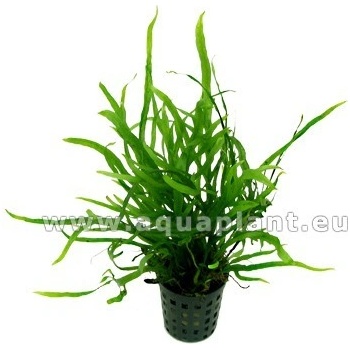 Microsorum trident