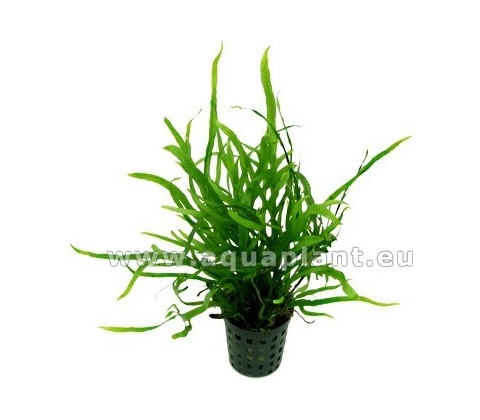 Microsorum trident