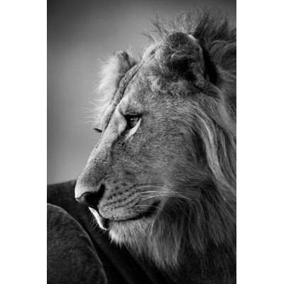 Plakát, Obraz - Mono close-up of male lion looking left, nicholas_dale, 26.7 × 40 cm
