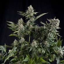 Pyramid Seeds CBD White Widow semena neobsahují THC 5 ks