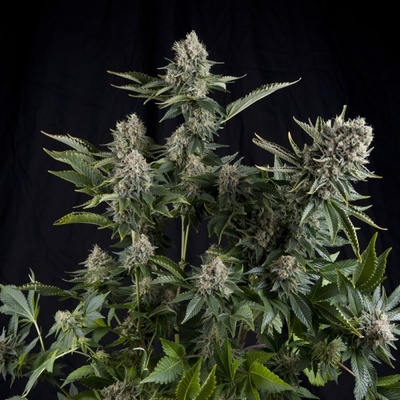 Pyramid Seeds CBD White Widow semienka neobsahujú THC 5 ks